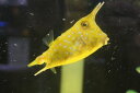 【海水魚・フグ】コンゴウフグ(Lサイズ)(1匹)(±10-12cm)(サンプル画像)(生体)(海水魚)