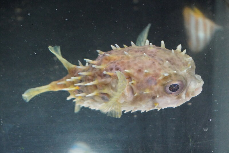 【海水魚・フグ】メイタイシガキフグ (SMサイズ）【1匹】（±7-9cm）（サンプル画像）（生体）(海水魚)（サンゴ）