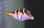 【海水魚・フグ】シマキンチャクフグ (1匹)±5-7cm(サンプル画像）（生体）(海水魚)（サンゴ）