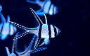 【海水魚】プテラポゴン　カウデルニー （3匹）(サンプル画像）（生体）(海水魚)（サンゴ）