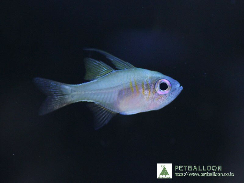 【海水魚】イトヒキテンジクダイ（10匹）(サンプル画像）（生体）(海水魚)（サンゴ）のサムネイル