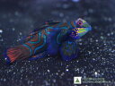 【海水魚・ネズッポ】グリーンマンダリン (1匹)±4-6cm(サンプル画像）（生体）(海水魚)（サンゴ）