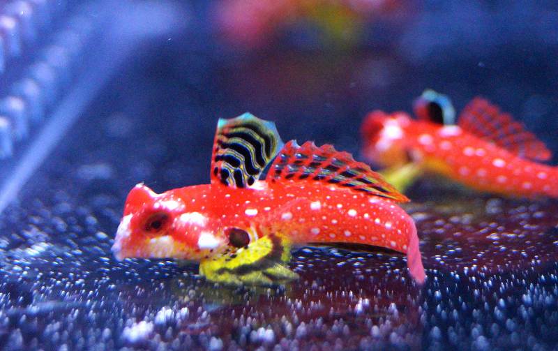 【海水魚・ネズッポ】ルビーレッドドラゴネット (1匹)±3-4cm(サンプル画像）（生体）(海水魚)（サンゴ）