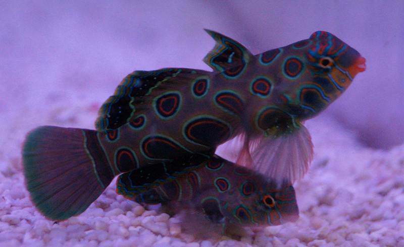 【海水魚】サイケデリックフィッシュ(スポッテッドマンダリン) (1匹)±3-4cm(サンプル画像）（生体）(海..