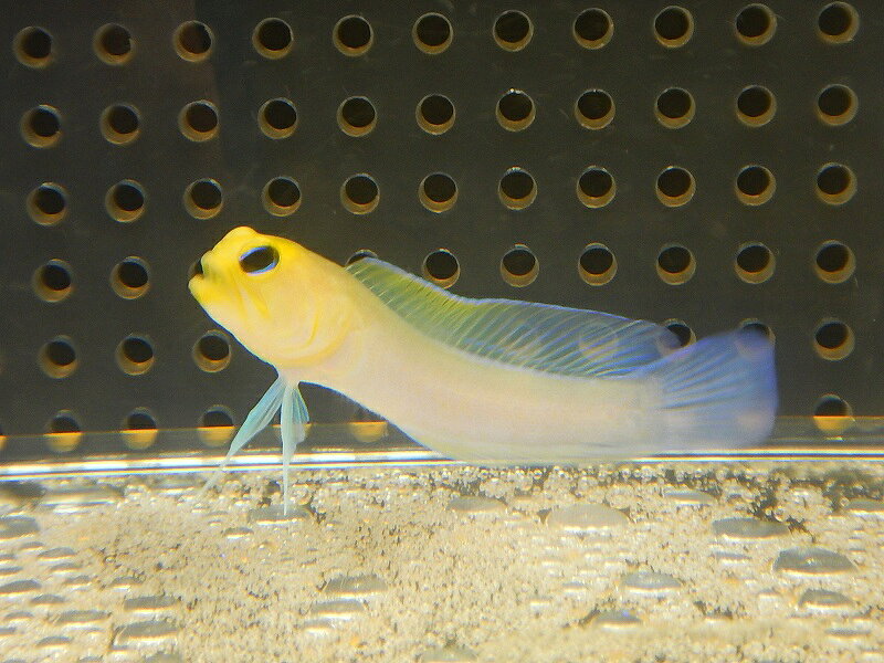 Rakuten - 【海水魚・ジョーフィッシュ】【通販】イエローヘッドジョーフィッシュ（2匹セット）（±5-8cm） （生体）(海水魚)