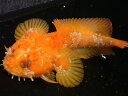【海水魚・トードフィッシュ】オレンジトードフィッシュ【カリブ産】【1匹】(±9-12cm)(サンプル画像)(生体)(海水魚)(サンゴ)(4)