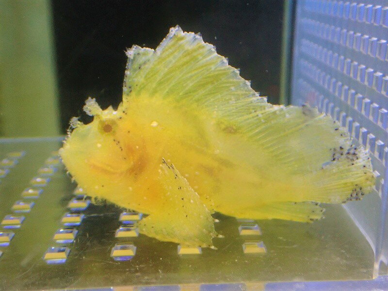 【海水魚・オコゼ】ハダカハオコゼ（Yellow）【1匹】（±6-7cm）（サンプル画像）（生体）(海水魚)のサムネイル