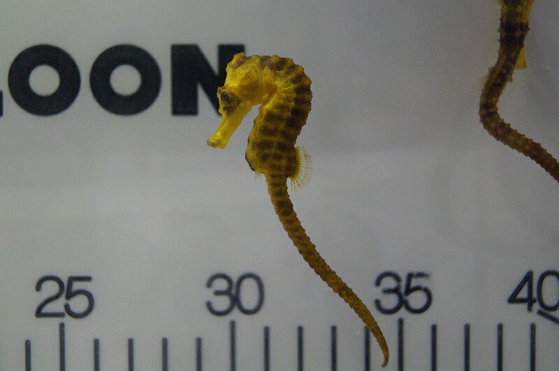 【海水魚・タツノオトシゴ】ブリード カリビアンシーホース（Yellow)(1匹)±5-6cm(サンプル画像）（生体）(海水魚)（サンゴ）のサムネイル