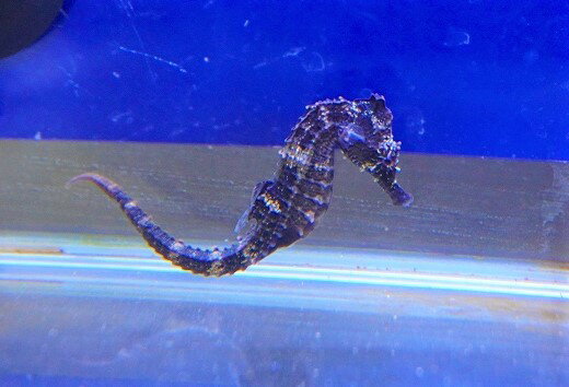 【海水魚】ブリード ラインドシーホース（Black/Orange)【1匹】（±5-6cm）（サンプル画像）（生体）(海水魚)のサムネイル