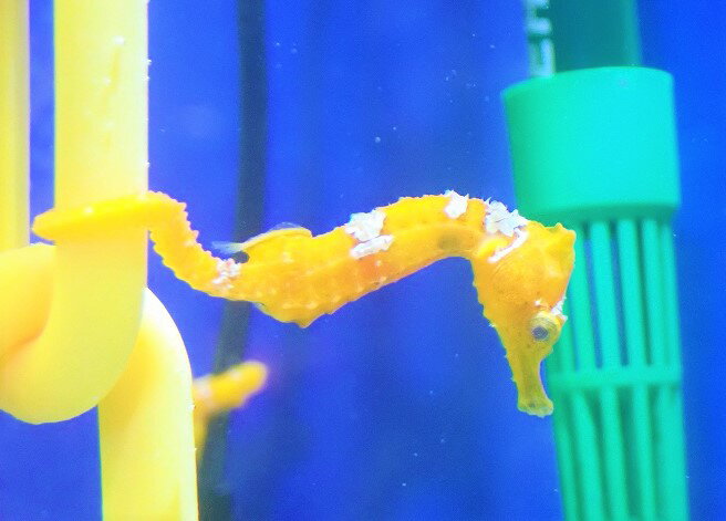 【海水魚・タツノオトシゴ】ブリード ラインドシーホース（イエロー)【2匹セット】（±5-6cm）（サンプル画像）（生体）(海水魚)のサムネイル
