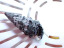 【海水魚・ヤドカリ】【通販】ブルーレッグハーミットクラブ【1匹】(±2-3cm)(サンプル画像)(生体)(海水魚)(4)