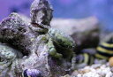 【海水魚】最強コケ取りカニ エメラルドグリーンクラブ 3匹 ±2-3cm サンプル画像 生体 海水魚 サンゴ 
