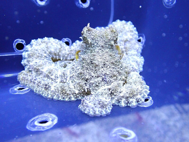 【海水魚・タコ】ウデナガカクレダコ（セブ島）【1匹】（±10-15cm） (サンプル画像）（生体）(海水魚)