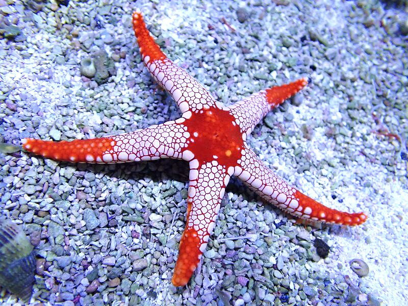 【海水魚・ヒトデ】【通販】ジュズベリヒトデ【1匹】（±6-10cm） (サンプル画像）（生体）(海水魚)