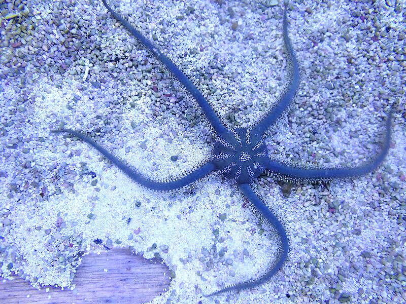 他のヒトデに比べ比較的大きくなり、小型の甲殻類などを捕食する事もあります。