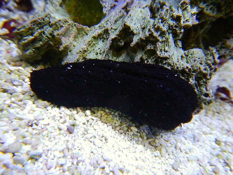 �ڳ�����ۥ����ʥޥ�(���컺) (1ɤ)��5-10cm(����ץ�����ˡ����Ρ�(�����)�ʥ��󥴡�