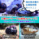 【海水魚・貝】スーパーコケ掃除3点セット 60cm水槽用(シッタカ貝・マガキ貝・ヤドカリ)底砂・ガラス面・ライブロックに(合計9匹)(サンプル画像)