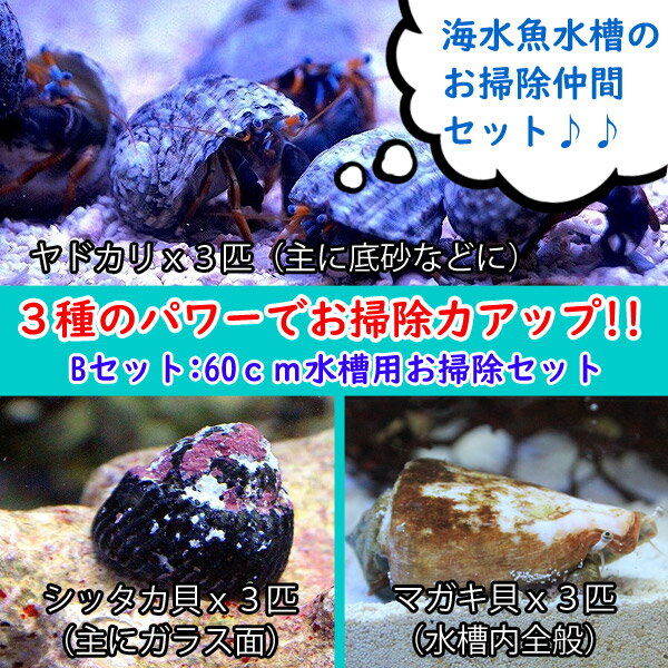 【海水魚・貝】スーパーコケ掃除3点セット 60cm水槽用（シッタカ貝・マガキ貝・ヤドカリ）底砂・ガラス面・ライブロックに(合計9匹)(サンプル画像）