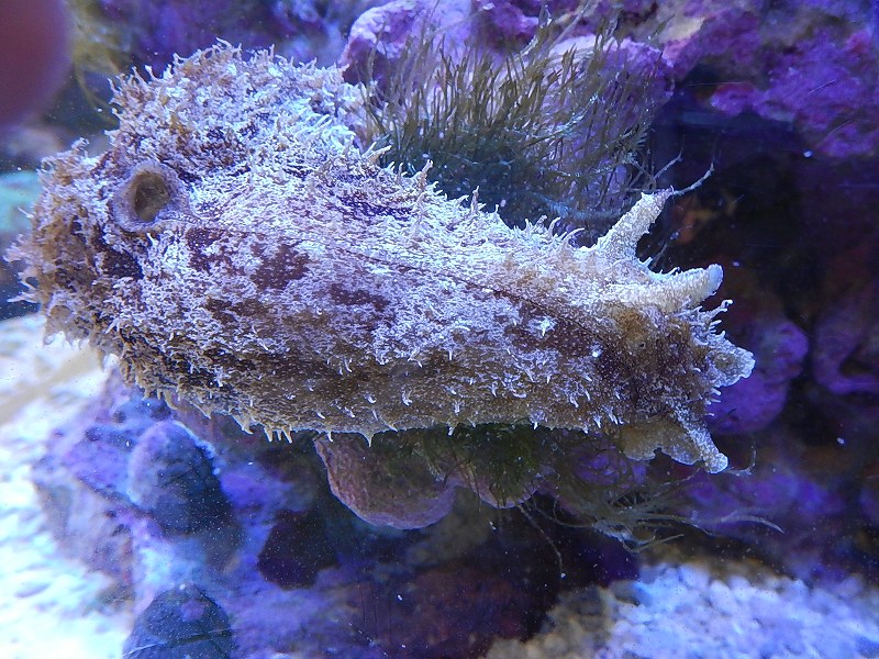 【海水魚】タツナミガイ（2匹セット）【1セット】（±5-10cm）（サンプル画像）（生体）(海水魚)（サンゴ）のサムネイル