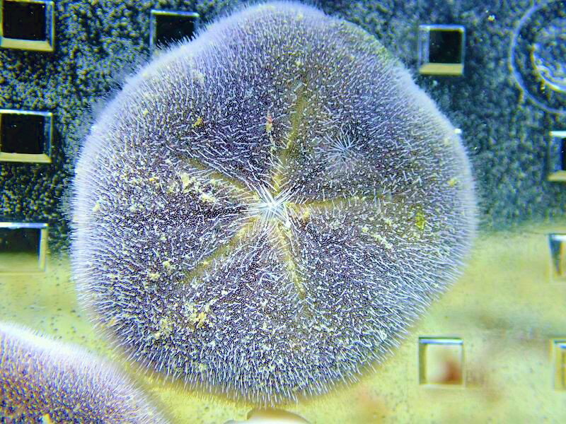 【海水魚・ウニ】カシパンsp. (ウニの仲間）【1匹】（±4-5cm）（サンプル画像）（生体）(海水魚)