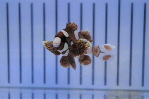 【海水魚・コショウダイ】チョウチョコショウダイ(S-SM)(1匹)±4-6cm(サンプル画像)(生体)(海水魚)(サンゴ)