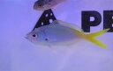 【海水魚・タカサゴ】ユメウメイロ(1匹)±6-9cm (サンプル画像)(生体)(海水魚)