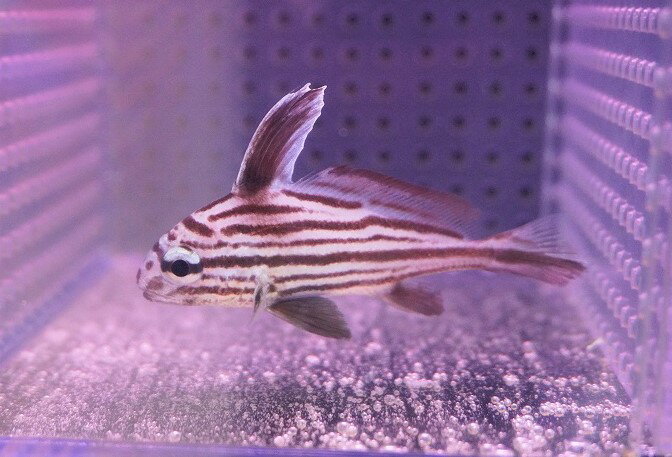 カリブ海付近に生息するニベの一種で、ユニークな背ビレをもちます。雑食性なので餌付けは容易です。