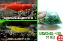 【エビ】【シュリンプ】【20匹セット】【送料梱包料金無料】レッド&イエローセット (1.2-1.5cm)&国産無農薬南米ウィローモス袋入 1袋(生体)(淡水)