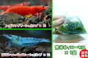 【エビ】【シュリンプ】【20匹セット】【送料梱包料金無料】レッド&ブルーセット A (1.2-1.5cm)&国産無農薬南米ウィローモス袋入 1袋(生体)(淡水)