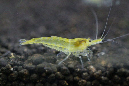 �ڥ��ӡۡڥ�����סۡ�20ɤ���åȡۥ��������������(1.2-1.5cm)(����)(ø��)