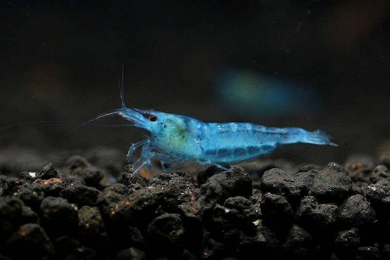 【エビ】【シュリンプ】【5匹】NEWシャンパンブルーシュリンプ(1.2-1.5cm)(生体)(淡水)