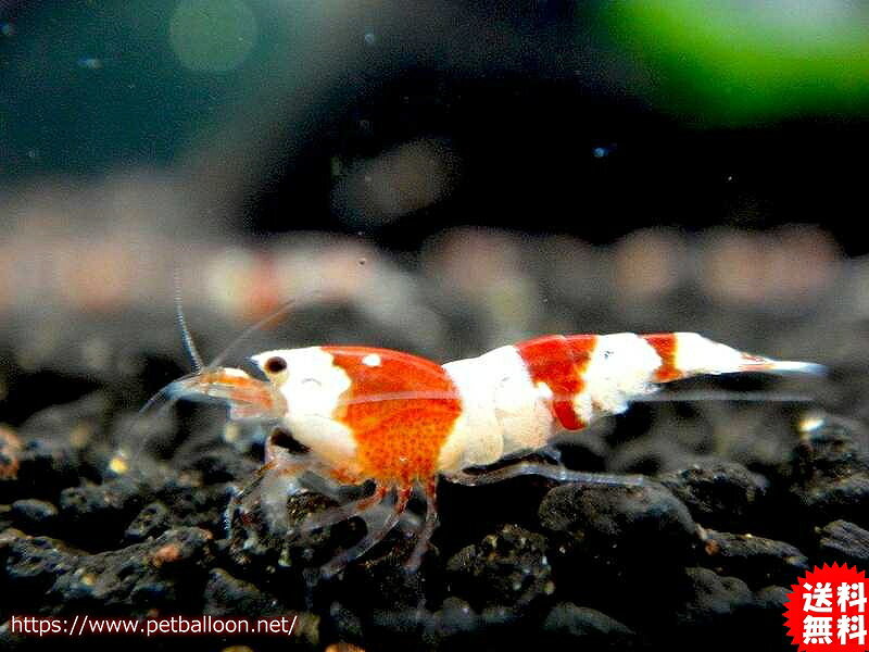 【エビ】【シュリンプ】【10匹セット】レッドビーシュリンプバンドSMサイズ有名ブリーダー血統(1.0-1.2cm)(生体)(淡水)