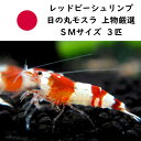 【エビ】【シュリンプ】【10匹】レッドビーシュリンプ バンド SMサイズ(±1.0cm)(生体)(淡水)