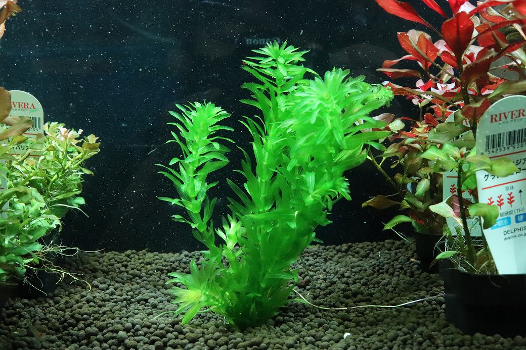 【通販 水草】国産水草 アナカリス(無農薬)【1束 サンプル画像】（後景草)（生体）（熱帯魚）
