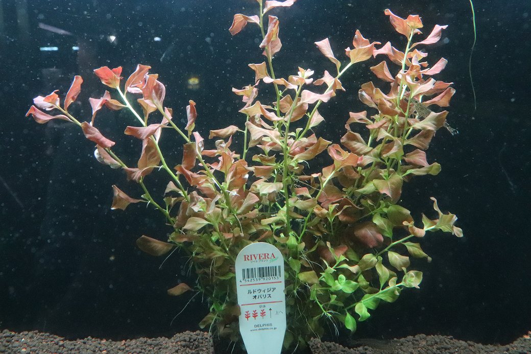 【通販 水草】ルドヴィジア オバリス(無農薬)【1ポット サンプル画像】（後景草)（生体）（熱帯魚）