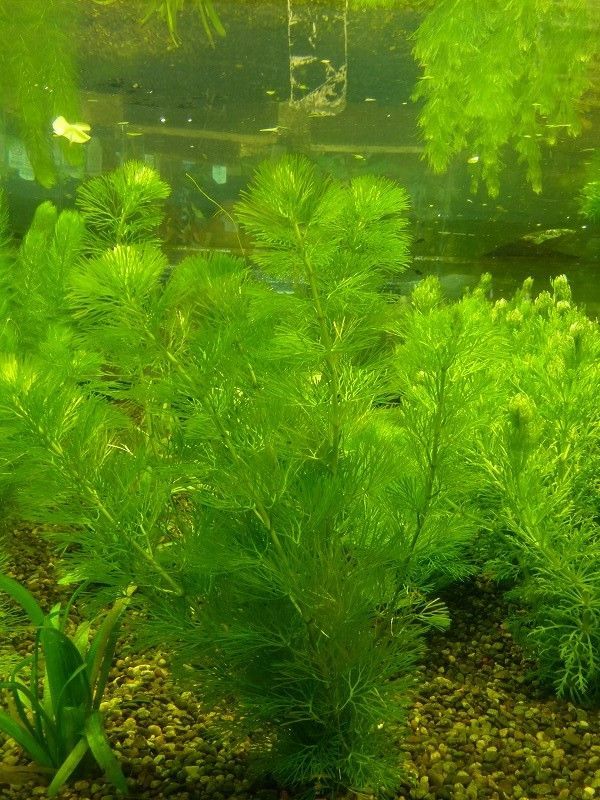 【水草】国産 カボンバ(無農薬)【5束】のサムネイル