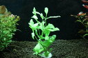 【通販 水草】国産水草 ハイグロフィラ ポリスペルマ(無農薬)【1束 サンプル画像】(後景草)(生体)(熱帯魚)