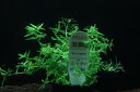 【通販 水草】グリーンロタラ(無農薬)【1ポット サンプル画像】(後景草)(生体)(熱帯魚)
