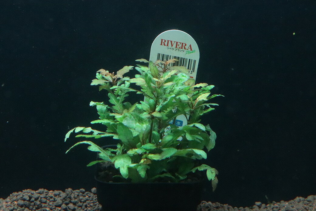 【通販 水草】ハイグロフィラ ピンナティフィダ(無農薬)【1ポット サンプル画像】（後景草)（生体）（熱帯魚）