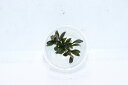 【通販 水草】組織培養 ブセファランドラ sp レッドミニ(無農薬)【1カップ サンプル画像】(陰性水草)(生体)(熱帯魚)