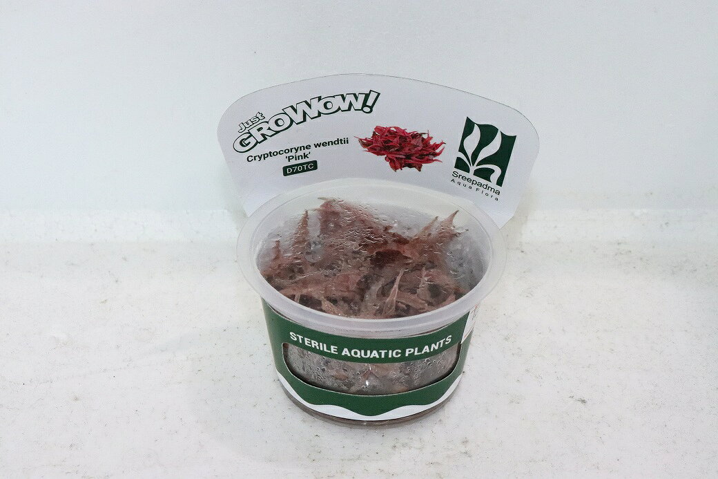 【通販 水草】組織培養 クリプトコリネ ウェンティ ピンク GROWOW(無農薬)【1カップ サンプル画像】（陰性水草)（生体）（熱帯魚）