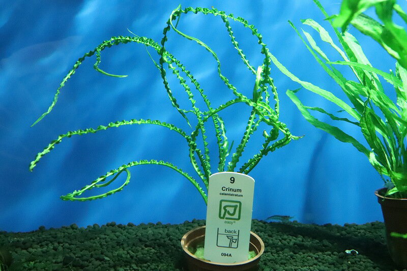 【水草】トロピカ社 クリナム カラミストラータ(無農薬)【1ポット】(陰性水草)