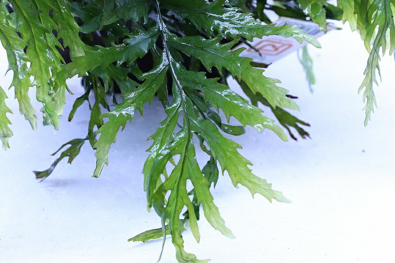 【通販 水草】トロピカ社 流木活着済み ボルビディス ヒュディロッティ(無農薬)【1...