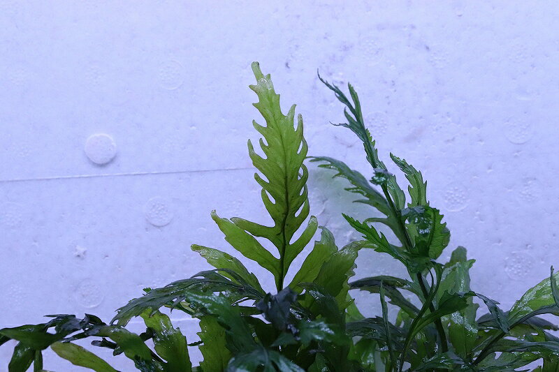 【通販 水草】トロピカ社 流木活着済み ボルビディス ヒュディロッティ(無農薬)【1...