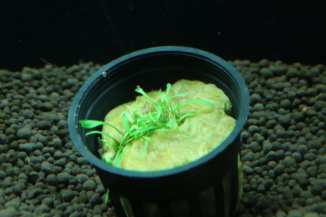 【通販 水草】クリプトコリネ パルバ(輸入品)【1ポット サンプル画像】（陰性水草)（生体）（熱帯魚）