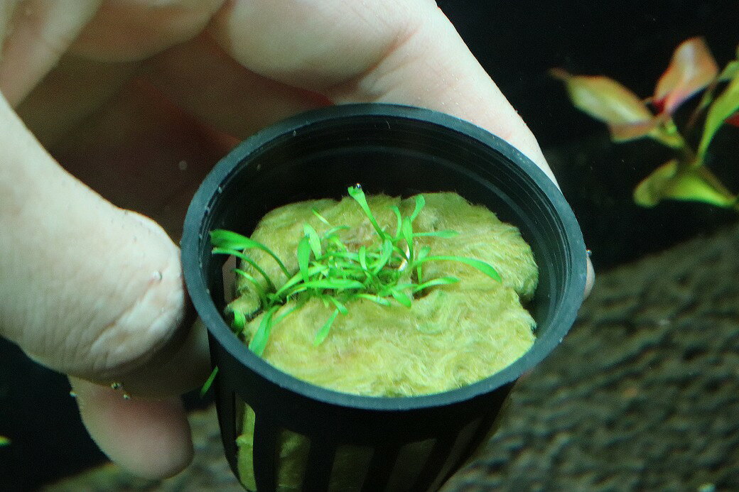 ペットバルーン楽天市場支店の【通販 水草】クリプトコリネ パルバ(輸入品)【1ポット サンプル画像】（陰性水草)（生体）（熱帯魚）｜アングル2
