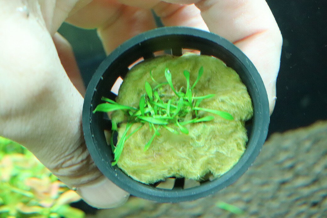 ペットバルーン楽天市場支店の【通販 水草】クリプトコリネ パルバ(輸入品)【1ポット サンプル画像】（陰性水草)（生体）（熱帯魚）｜アングル3
