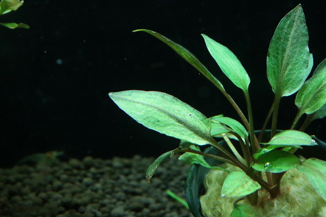 【通販 水草】クリプトコリネ フロリダサンセット(輸入品)【1ポット サンプル画像...