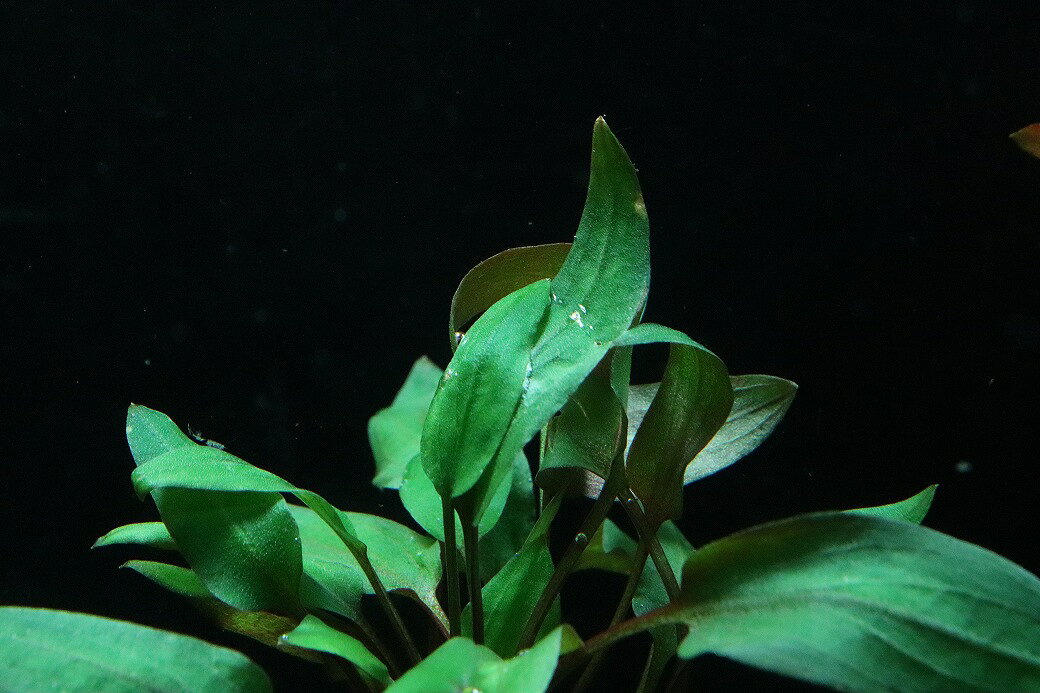 【通販 水草】クリプトコリネ ワルケリー(輸入品)【1ポット サンプル画像】（陰性...