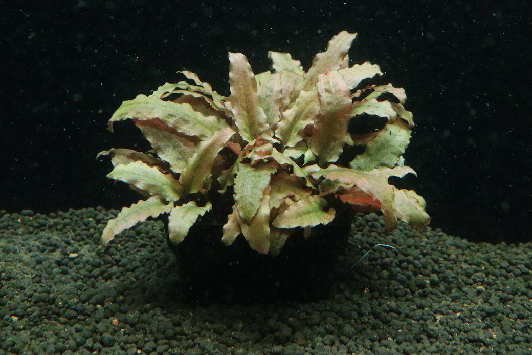 【通販 水草】国産 クリプトコリネ ワルケリー(無農薬)【1ポット サンプル画像】（陰性水草)（生体）（熱帯魚）